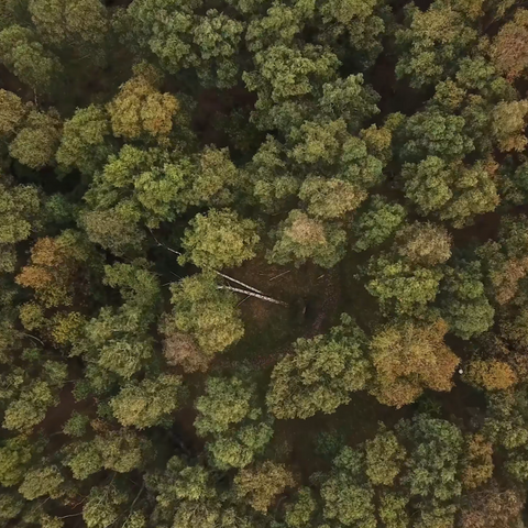 Sustainable reforestation and resources for a better future